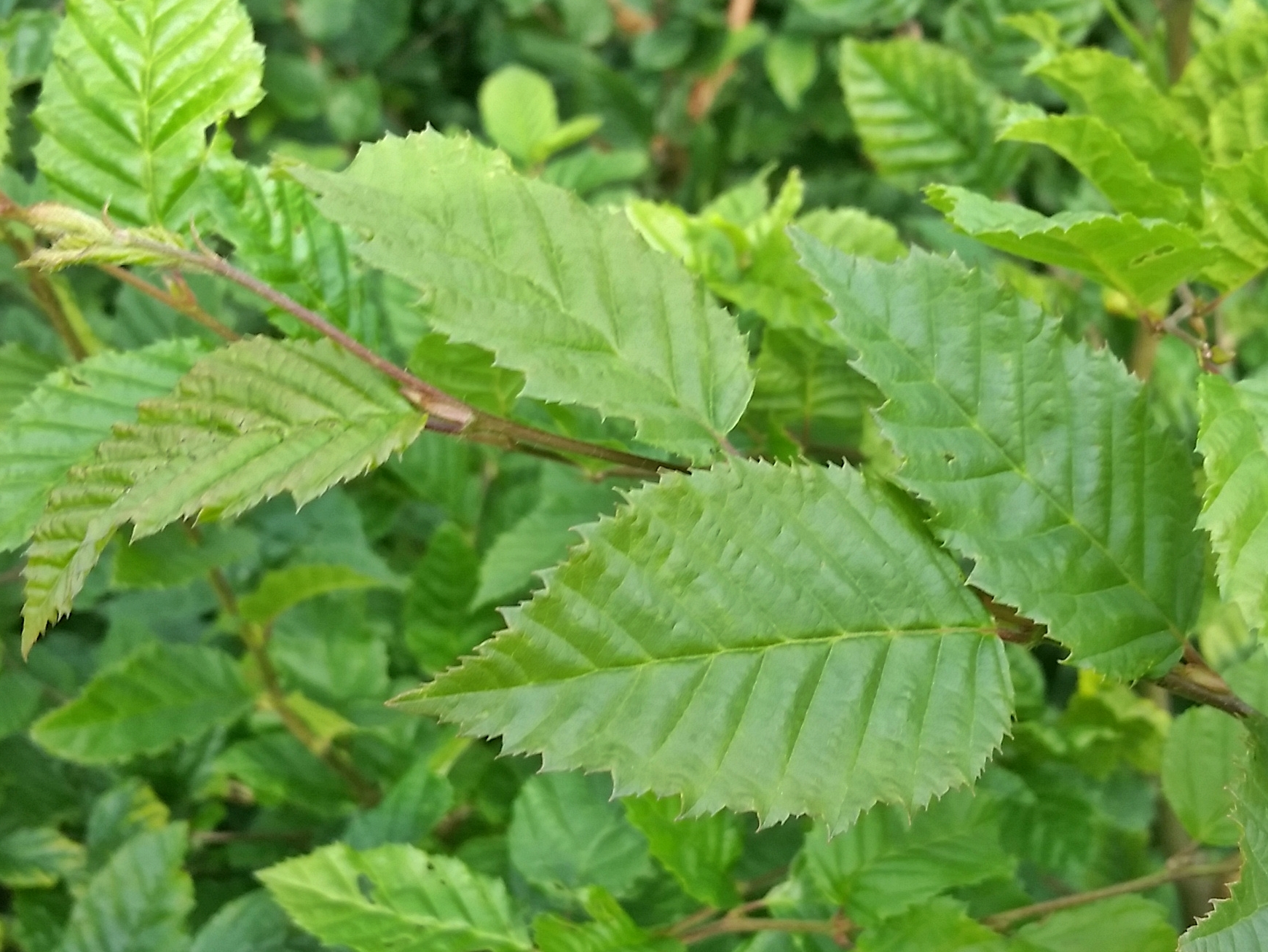 Hainbuche / Weißbuche